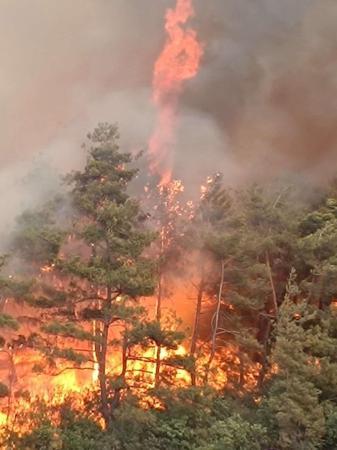 Sakaryada çıkıp Bilecike sıçrayan orman yangını 2nci gününde