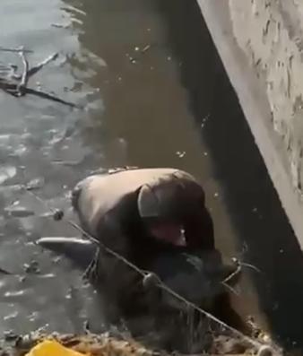 Çayda eliyle yakaladığı yayın balığını güçlükle sudan çıkardı