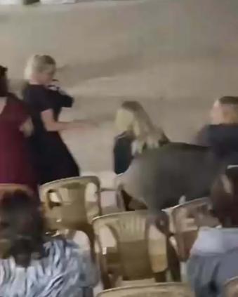 Düğündeki kalabalığın arasına giren domuz kamerada