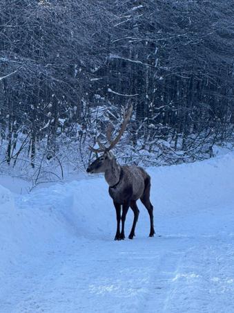 Karla kaplanan Kuzu Yayla Tabiat Parkında kızılgeyik görüntülendi