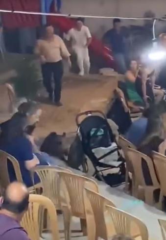 Düğündeki kalabalığın arasına giren domuz kamerada