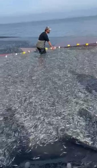 İznik Gölünde tek seferde 21 ton gümüş balığı yakalandı