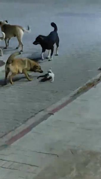 Sokak köpeklerinin saldırdığı kedi öldü