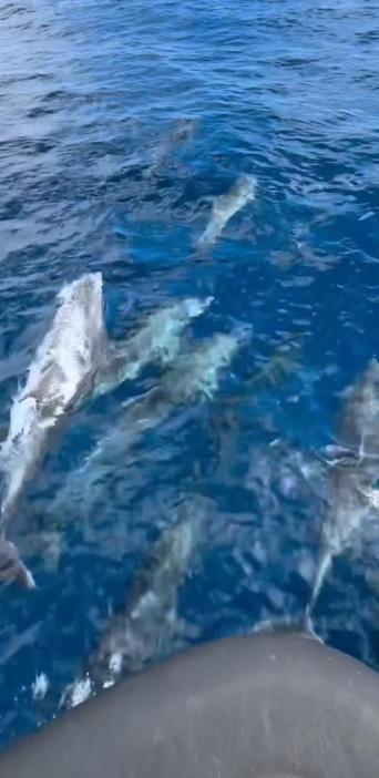 Saros’ta teknenin yanında yüzen yunus sürüsü kamerada