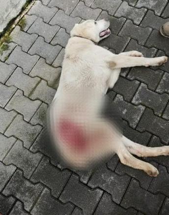Bahçesine giren sokak köpeğini tüfekle vurup öldürdü