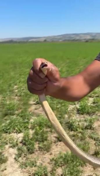 Tarlasını sürerken gördüğü yılanı zarar görmesin diye elleriyle yakalayıp güvenli bölgeye bıraktı