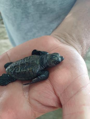 Yumurtalık sahilindeki yavru caretta caretta yavruları koruma altına alındı