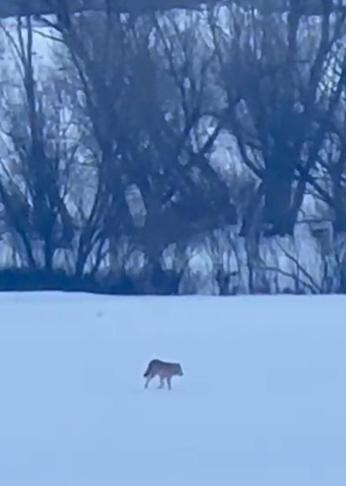 Yalnızçam Dağlarında 3 ayaklı kurdun yaşam mücadelesi