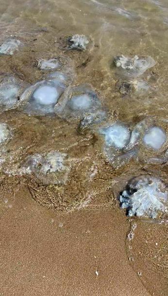 Yumurtalık Lagünü sahiline vuran binlerce denizanası görüntülendi