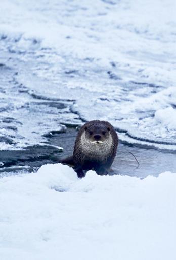 Muş ve Ağrıda su samurları görüntülendi