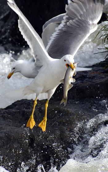 Martılar, avlanması yasak göç yolundaki inci kefallerini yakalıyor