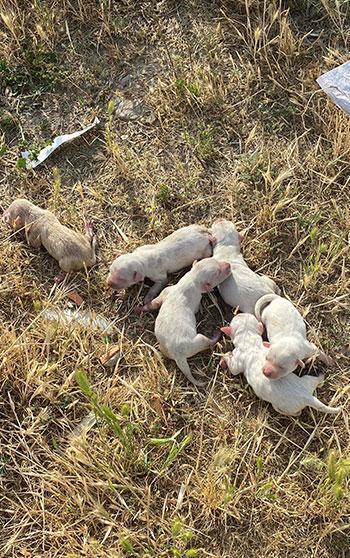 Üniversite öğrencileri çöp konteynerinde 6 yavru köpek buldu