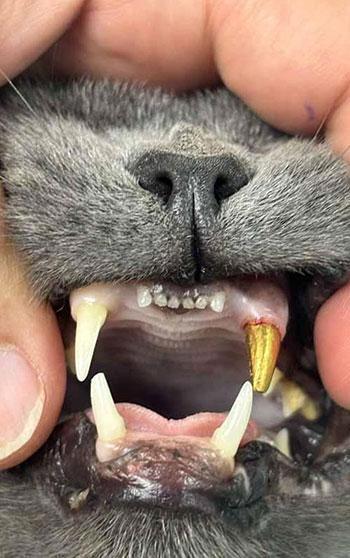 Kediye altından diş yapıldı