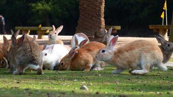 Japonya'da Tavşan Adası'nda tavşanları öldüren kişi hapis cezasına çarptırıldı