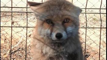 Gübre çukuruna düşen tilki kurtarıldı