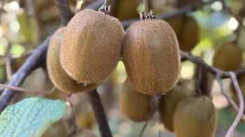 Tescilli Ordu kivisinde hasat sürüyor, 500 milyon TL kazanç hedefleniyor