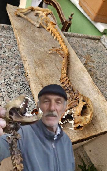 Artvin’de 55 santimetre boyunda hayvan iskeleti bulundu