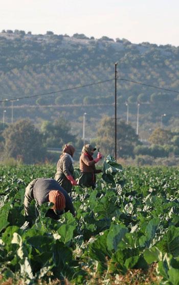 Mevsim normalleri üzerindeki sıcaklık kış sebzelerini erken olgunlaştırdı