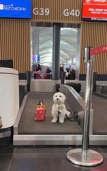 Dünya turundaki köpek ‘Tofu’ İstanbul Havalimanı’nda