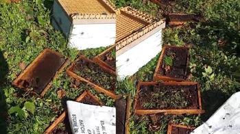 Ayı, arı kovanlarını parçaladı