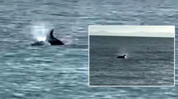 Saros’ta kıyıya yakın yüzen yunus görüntülendi