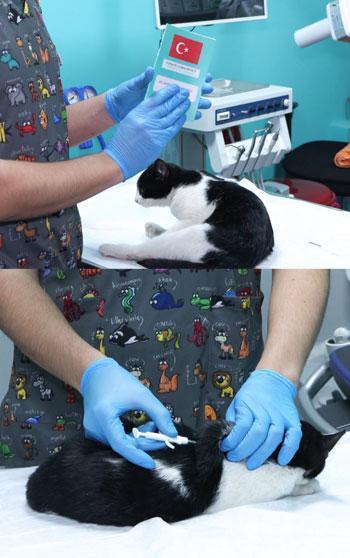 Evcil hayvanlara çip taktırmak için son gün 31 Aralık