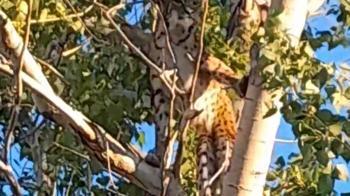 Prof. Dr. Sözen: Ağaçtaki Anadolu Parsı değil, vaşak