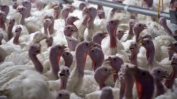 Yılbaşı hindisi 800 ile 1000 lira