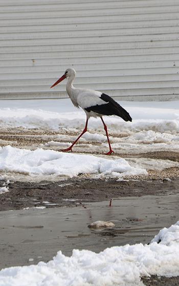 Yüksekova’da 23 yıldır göç etmeyen leyleklere yenileri eklendi
