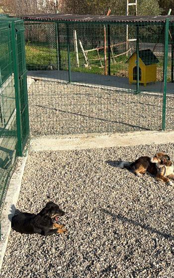 Kampüsteki hayvanlar için doğal yaşam alanı oluşturuldu