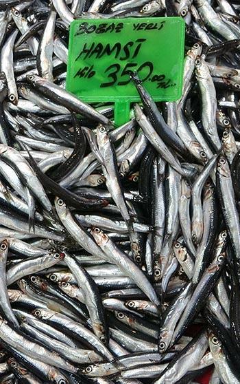 Karadeniz'deki av baskısı hamsi popülasyonunu göçe zorladı