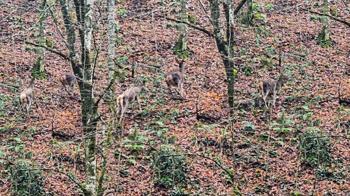 Yedigöller'de ormanda gezinen geyikler kamerada