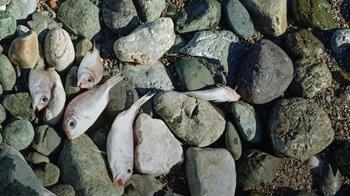 Datça’da ölü balıklar sahile vurdu