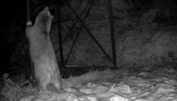 Arı kovanlarına ulaşmaya çalışan ayı kamerada