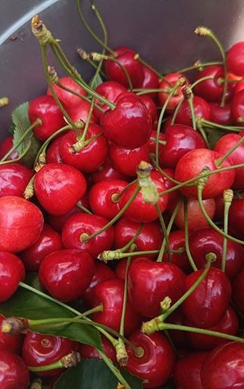 Edirne’den Avrupa’ya ihraç edilen ‘Çeribaşı kirazı’ coğrafi işaret tescili aldı