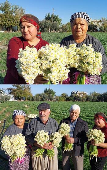 Mersin'de nergisler erken açtı; boğumu 300 TL’ye satılıyor