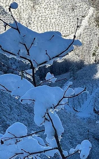 ‘Yüksek kesimlerdeki kar yağışı fındığa yaradı’