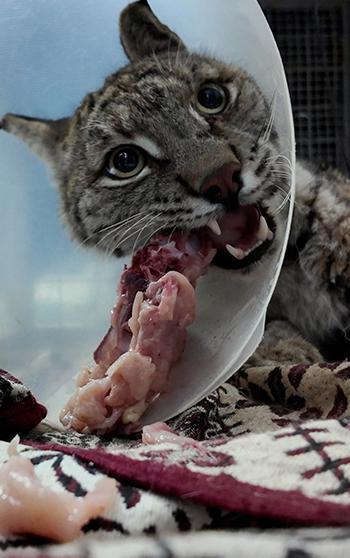 Köpek saldırısında yaralanan vaşak hayata tutundu