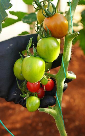 Üniversiteden sofraya