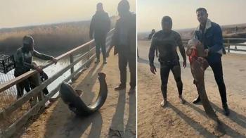 Çayda eliyle yakaladığı yayın balığını güçlükle sudan çıkardı