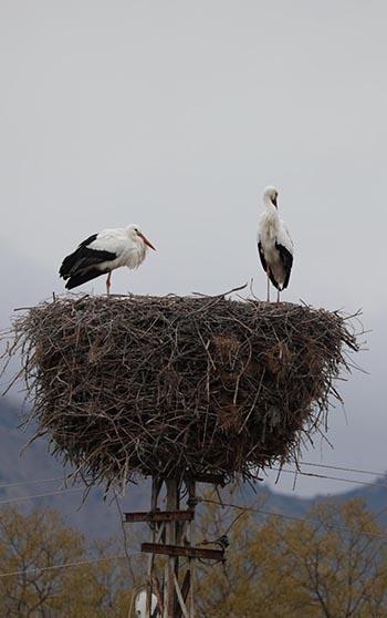 Köye 10 yıl önce gelen leylekler göç etmiyor