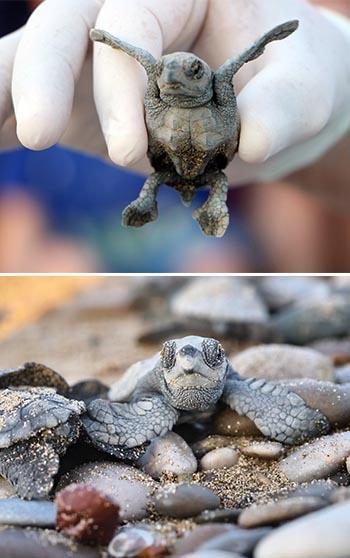 Antalya'da yarım milyona yakın caretta yavrusu denizle buluştu