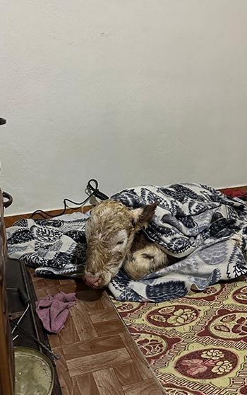 Soğuktan etkilenen buzağını evine getirip, fön makinesi ile kuruttu