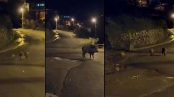 Zonguldak’ta aç kalan domuzlar şehre indi