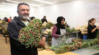 Antalya'dan 'Sevgililer Günü' için Avrupa'ya 75 milyon dal çiçek