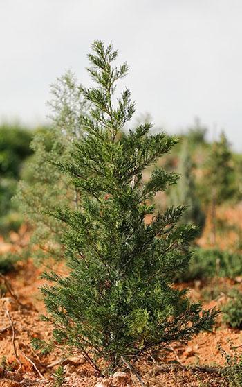 Orman yangını ile zarar gören Yamanlar, yeniden yeşile bürünüyor