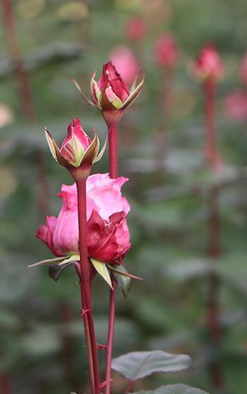 Eşi ile sevgililere rengarenk güller yetiştirdi