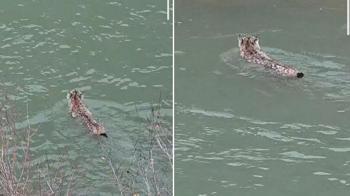 Nesli tehlike altında olan vaşak, çaydan geçerken görüntülendi