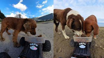 Sokak hayvanlarına, ‘oyuncak arabalı’ mama servisi