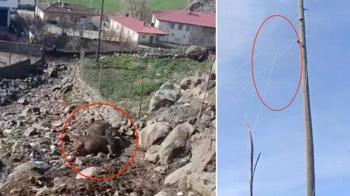 Kuvvetli rüzgar nedeniyle kopan elektrik telinin üzerlerine düştüğü 2 inek öldü